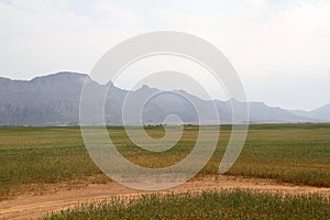 Wheat farming in Darling, Vredenburg, the Western Cape area. photo